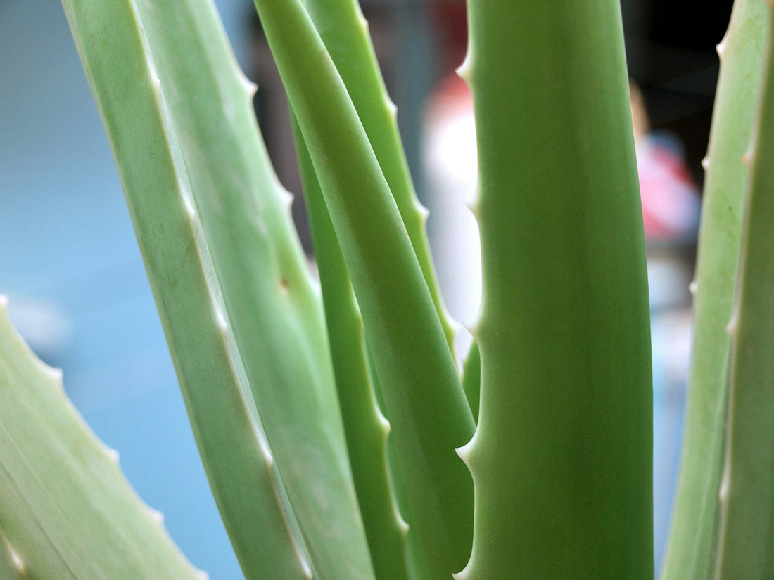 Aloe vera: pleje, vanding og den rigtige potte - Little Plants