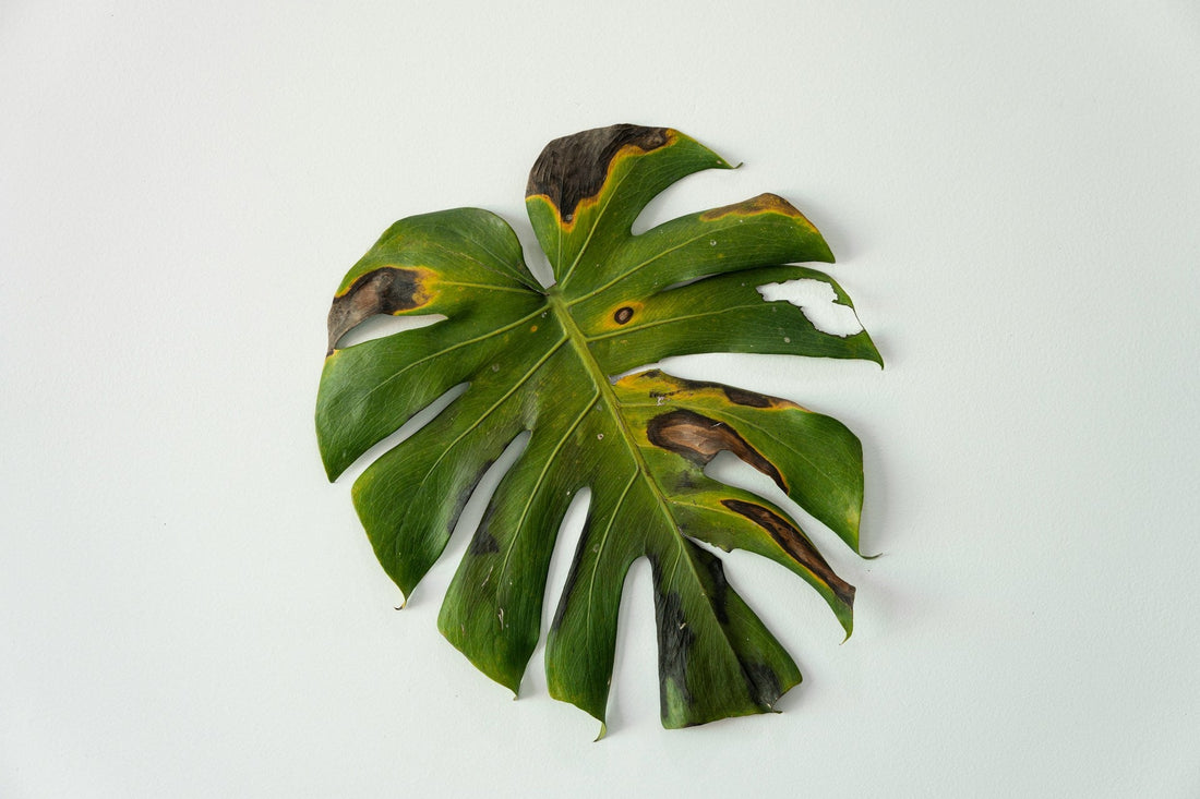 Brune bladspidser og skadedyr på stueplanter: den komplette guide - Little Plants