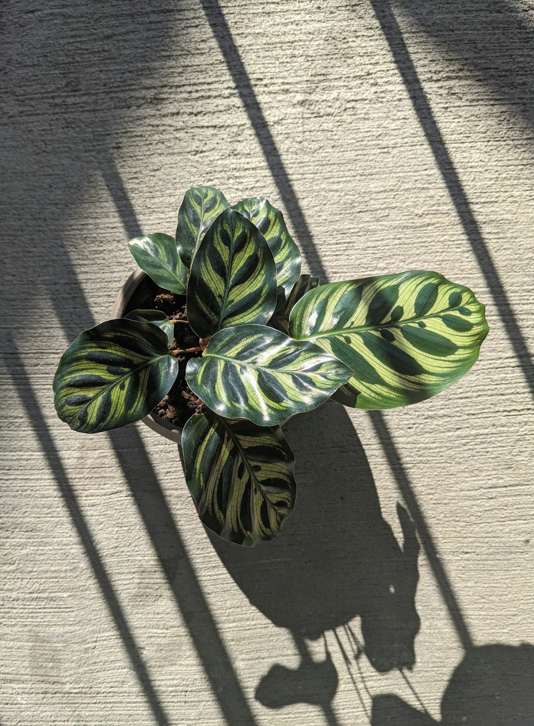 Calathea: pleje, luftfugtighed og den rigtige potte - Little Plants