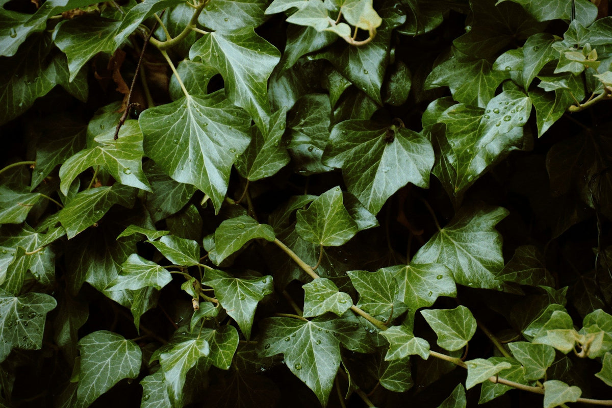 Efeu: pleje, vanding og den rigtige potte - Little Plants