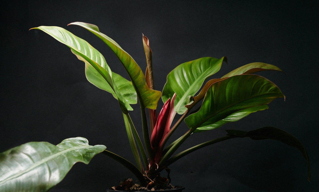 Filodendron: pleje, vanding og den rigtige potte - Little Plants