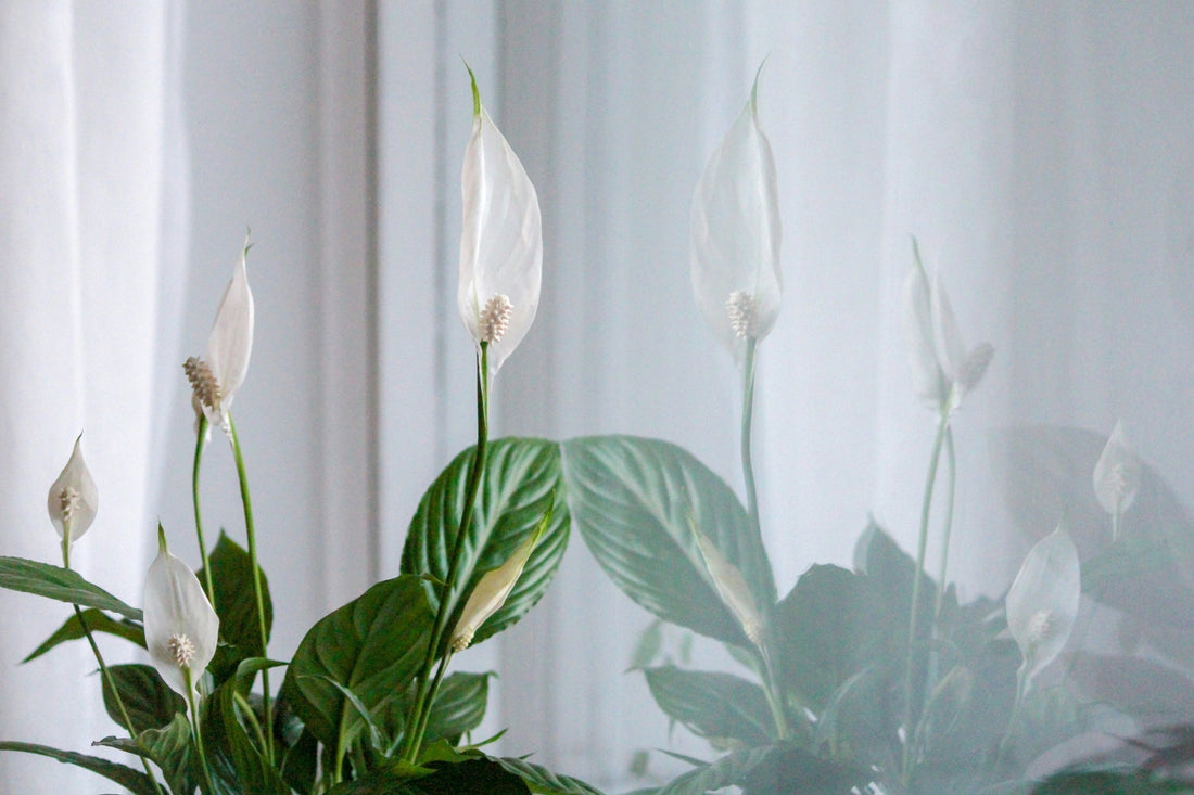 Fredslilje: pleje, vanding og den rigtige potte - Little Plants
