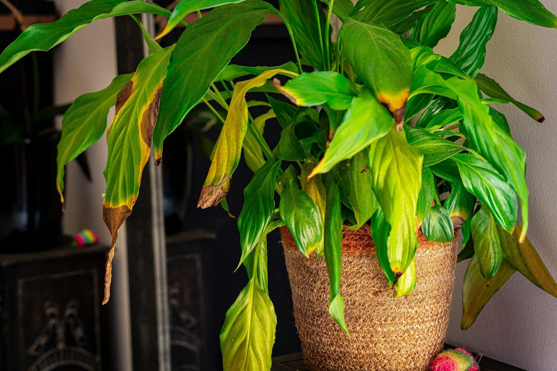 Gule blade på stueplanter: årsager og løsninger - Little Plants