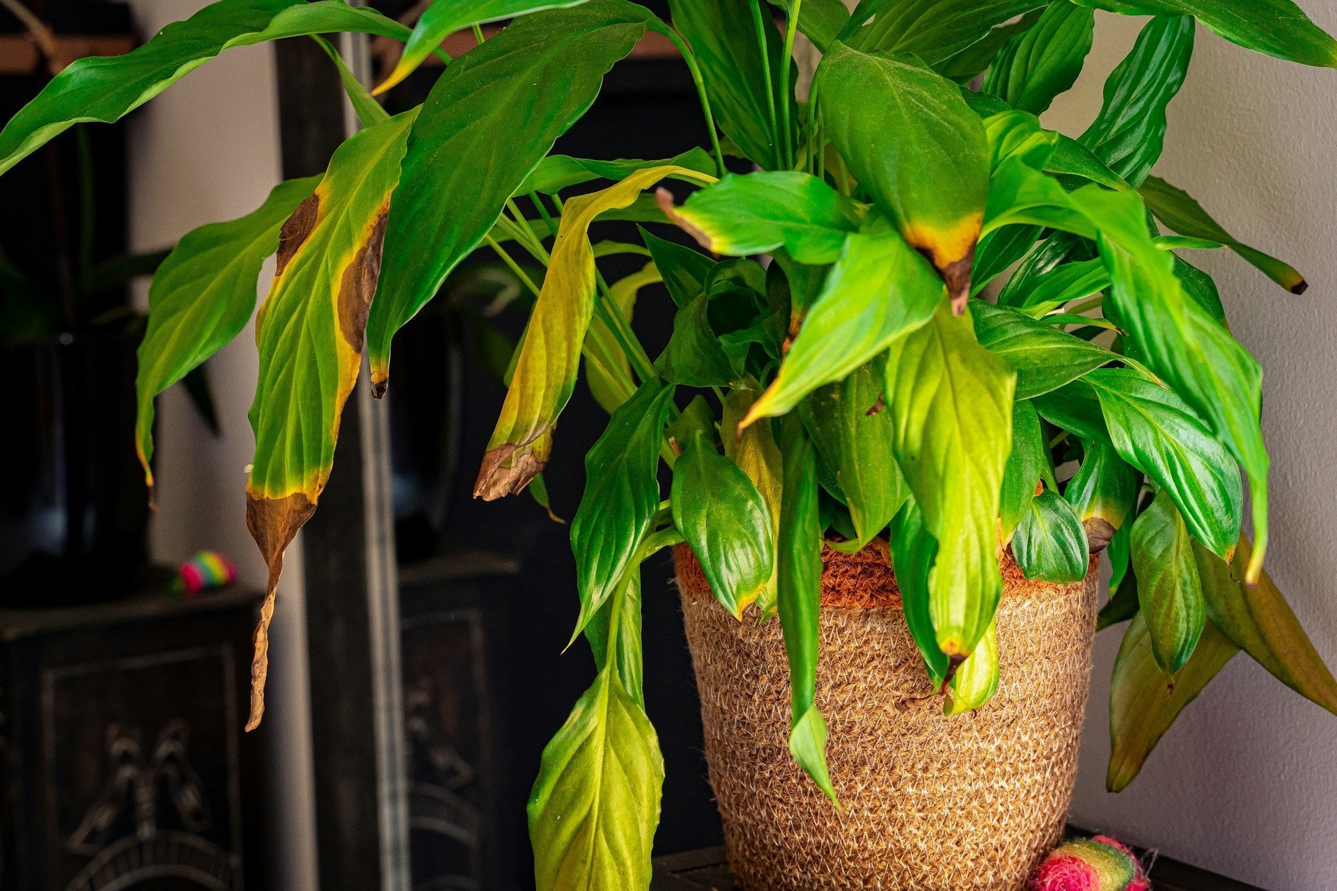 Gule blade på stueplanter: årsager og løsninger - Little Plants