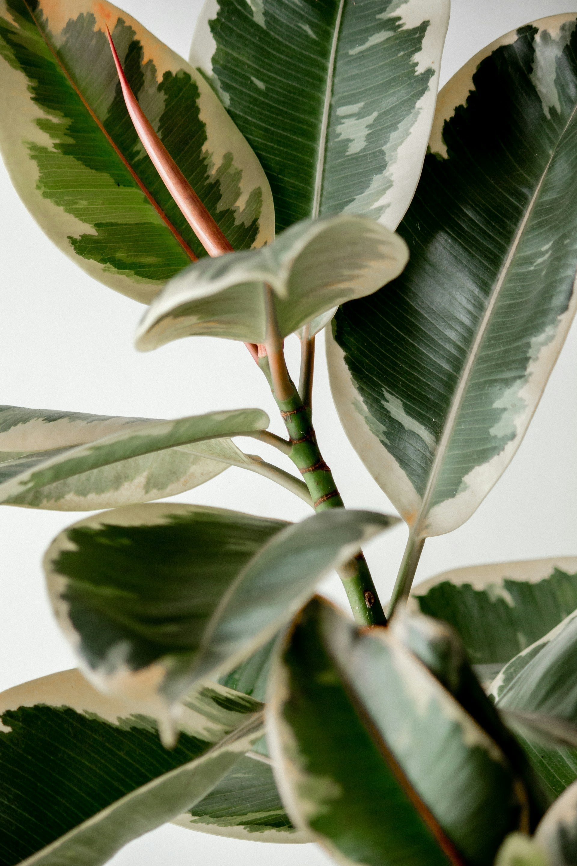 Gummitræ: pleje, vanding og den rigtige potte - Little Plants