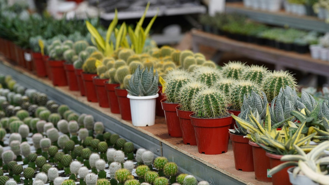 Hvad er en inderpotte? Komplet guide til valg og brug - Little Plants