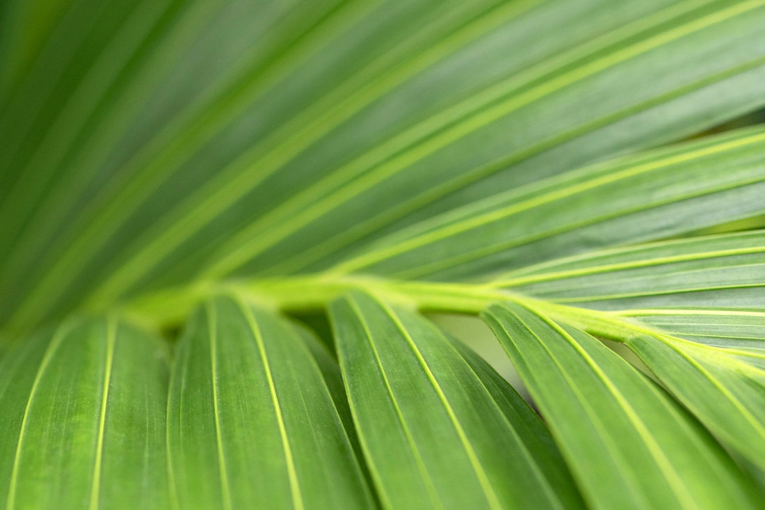 Kentiapalme: pleje, vanding og den rigtige potte - Little Plants