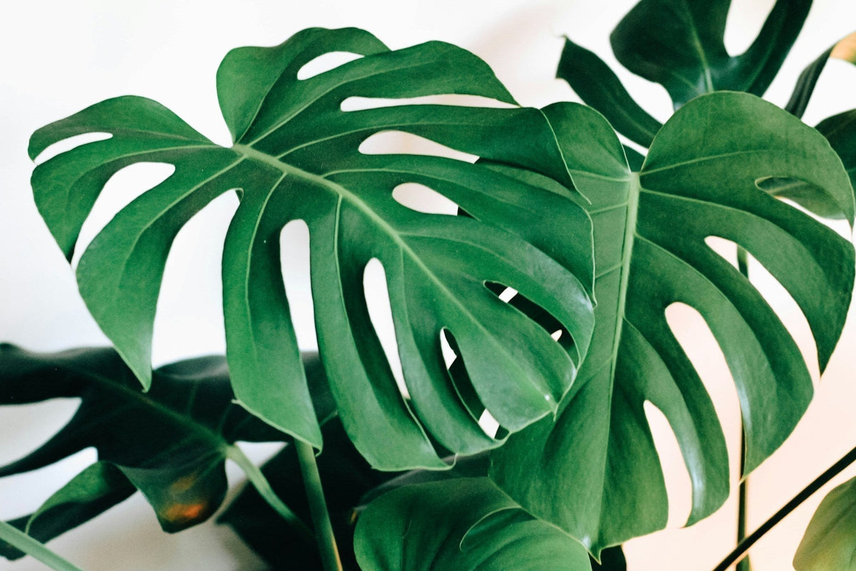 Monstera: den ultimative guide til pleje og pottestørrelse - Little Plants