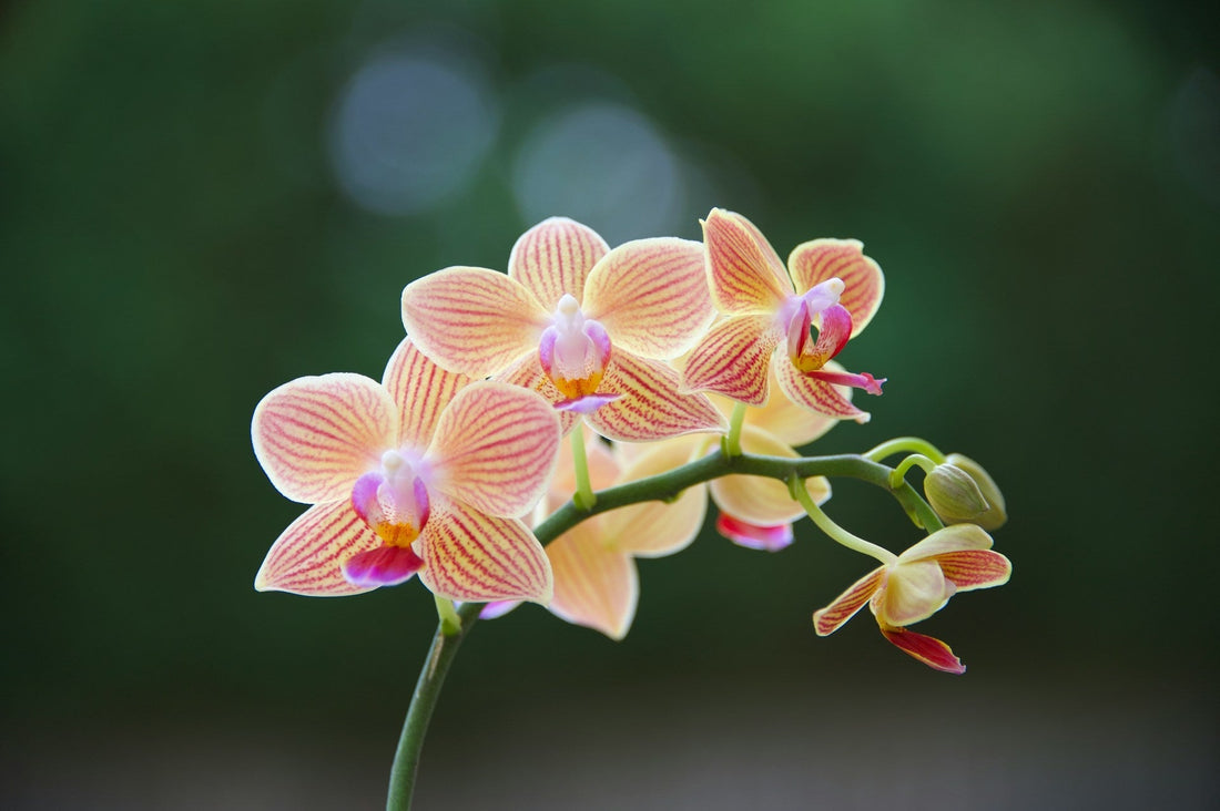Orkide pleje: Phalaenopsis fra start til blomst - Little Plants