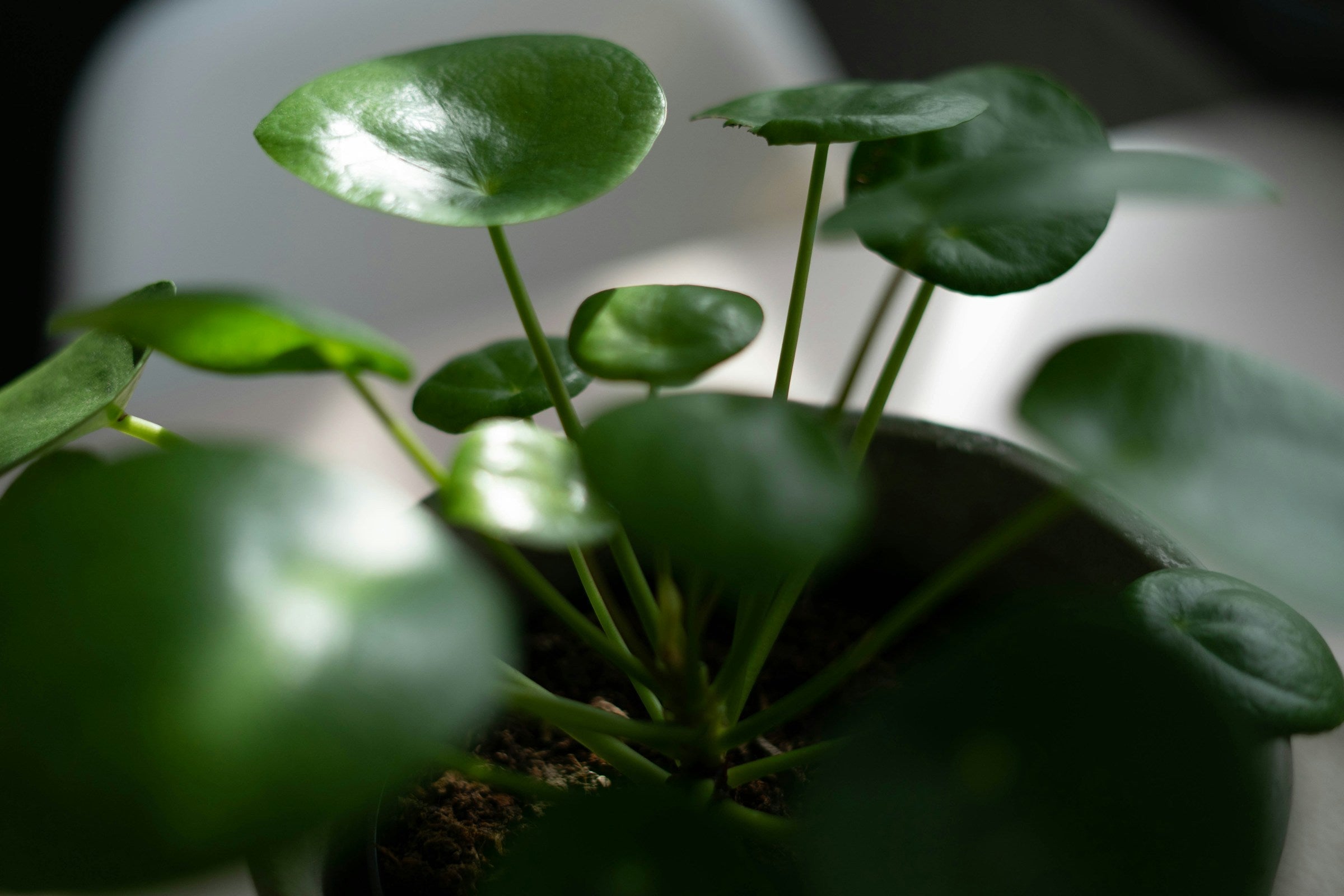 Pilea: pleje, vanding og den rigtige potte - Little Plants