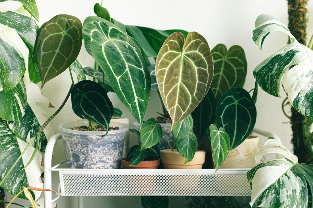 Plantepleje for stueplanter: den komplette guide - Little Plants