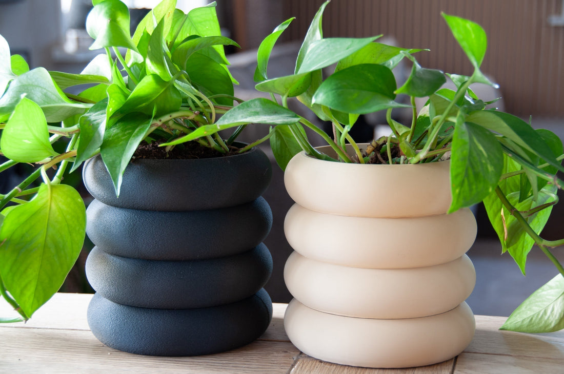 Pothos: pleje, vanding og den rigtige potte - Little Plants