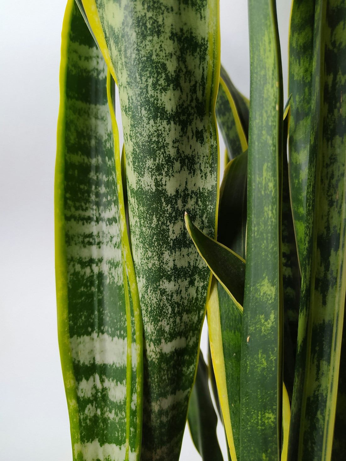 Sansevieria: pleje, vanding og den rigtige potte - Little Plants