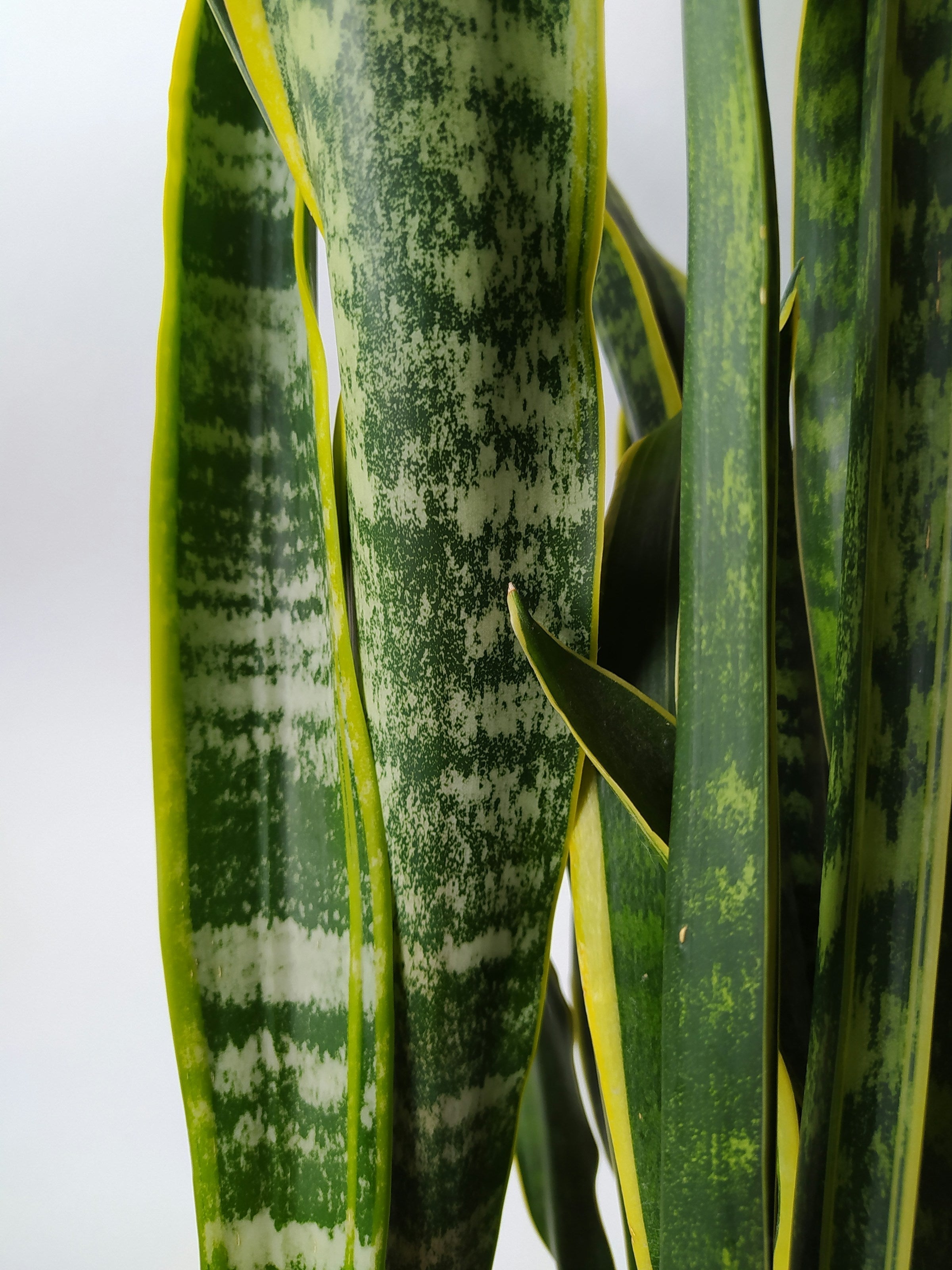 Sansevieria: pleje, vanding og den rigtige potte - Little Plants