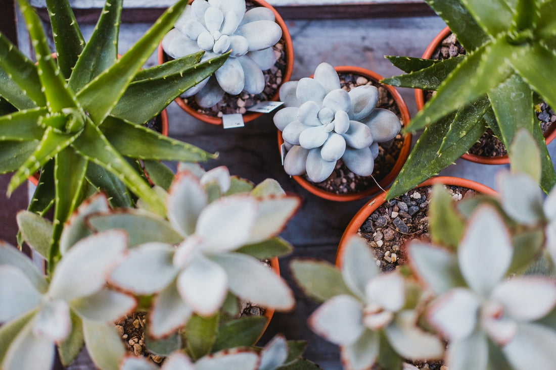 Urtepotter til kaktus og sukkulenter: hvad virker? - Little Plants