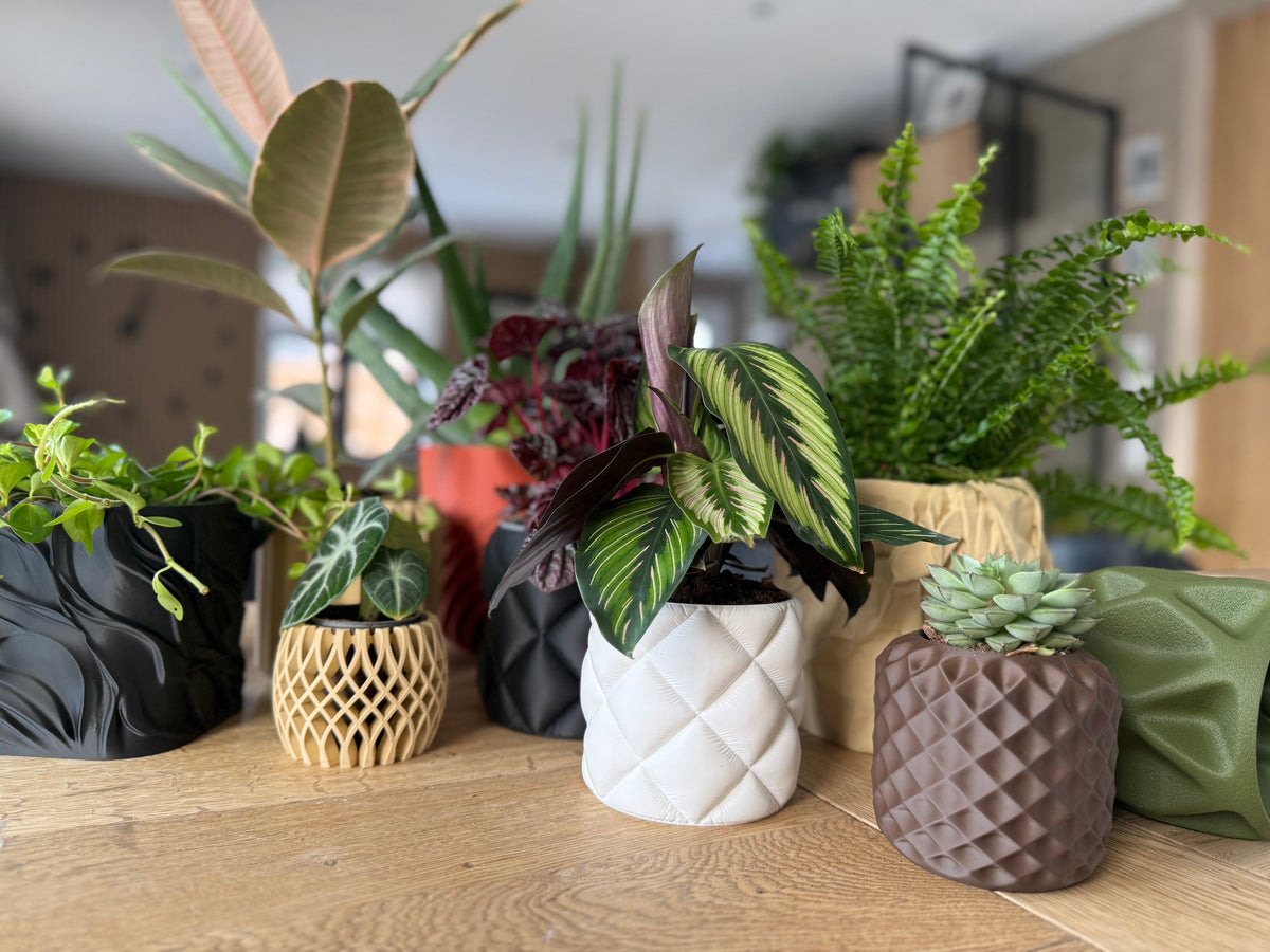 Urtepotter til stueplanter: Den komplette guide til at vælge den rigtige potte - Little Plants