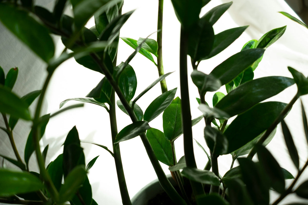 ZZ-plante: pleje, vanding og den rigtige potte - Little Plants