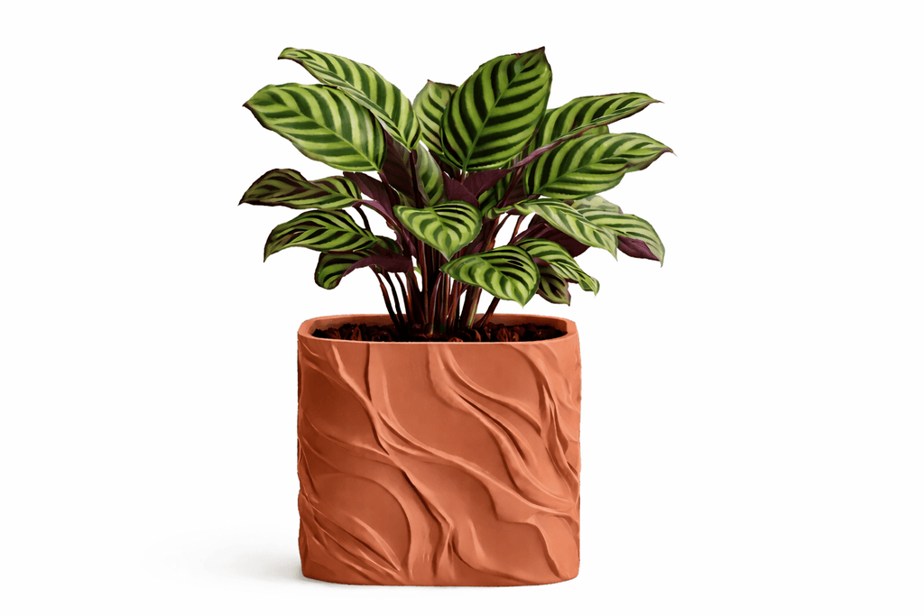 Bølgen - Little Plants