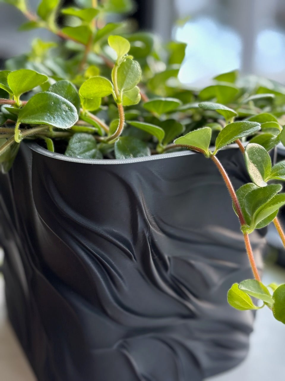 Bølgen - Little Plants