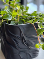 Bølgen - Little Plants