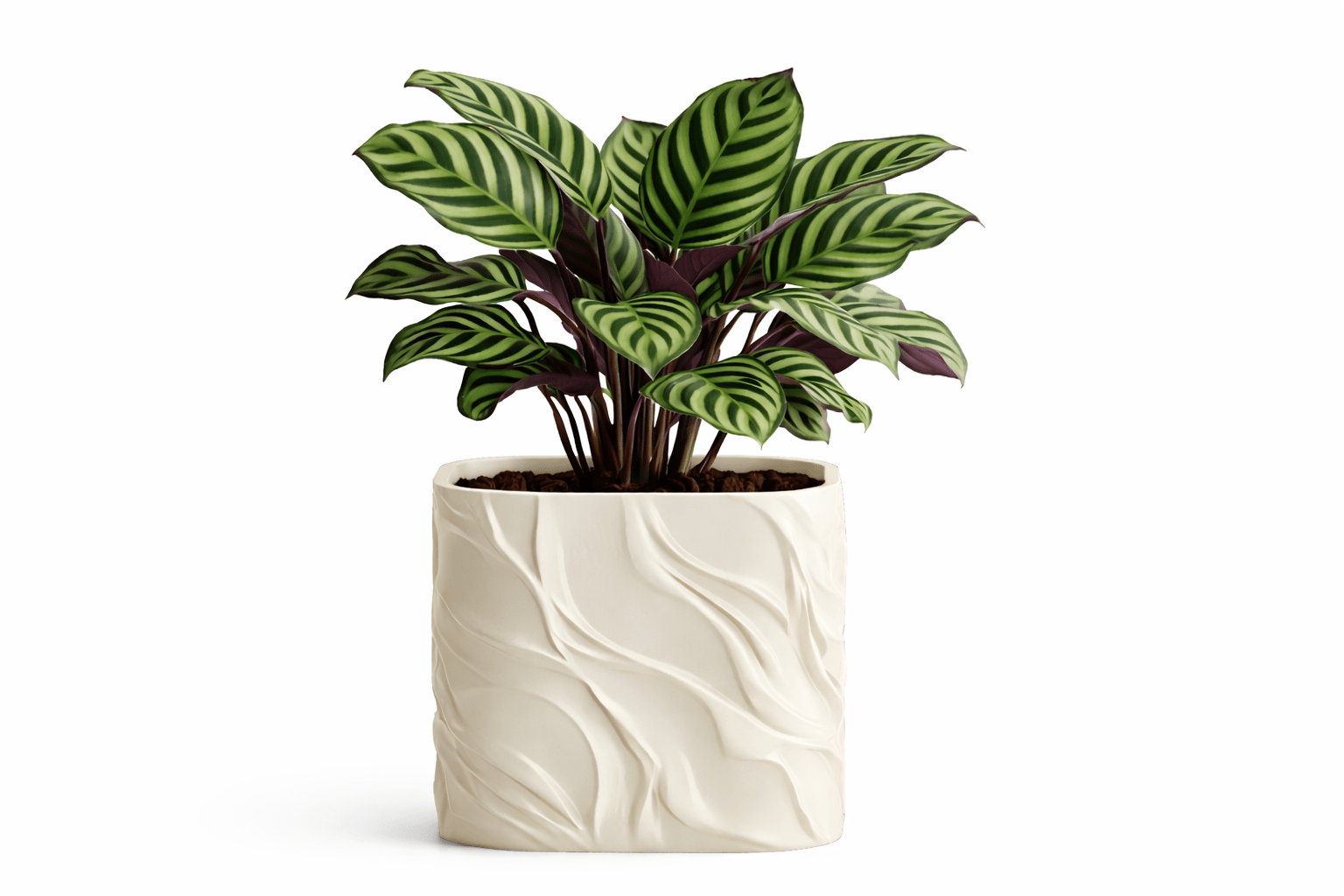 Bølgen - Little Plants