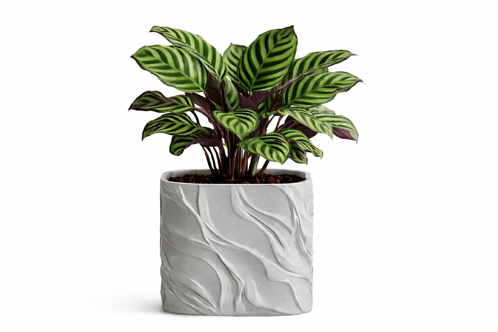 Bølgen - Little Plants