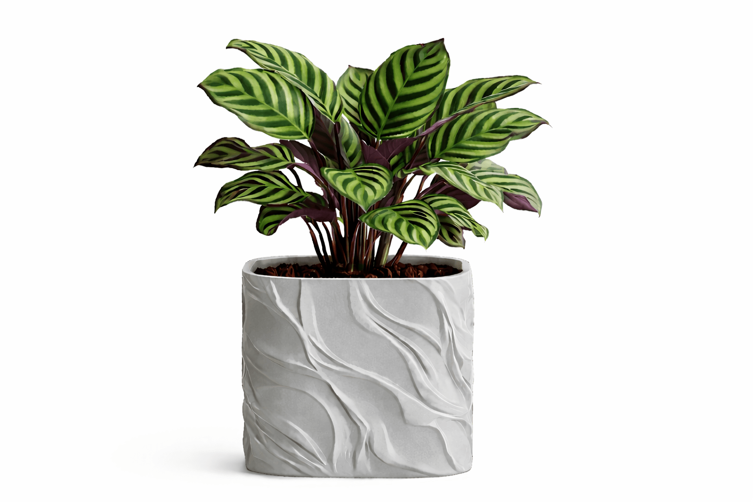 Bølgen - Little Plants