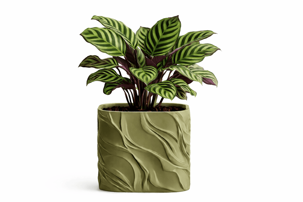 Bølgen - Little Plants