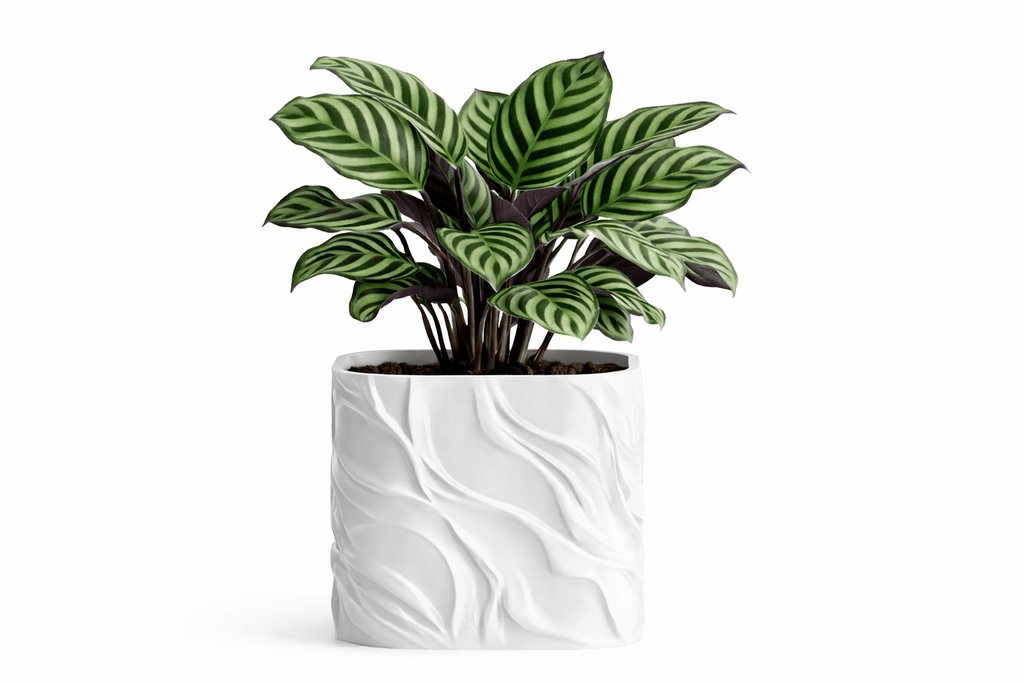 Bølgen - Little Plants