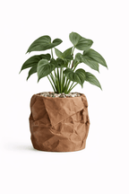 Krøllen - Little Plants