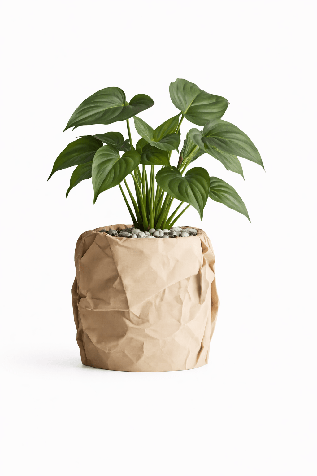 Krøllen - Little Plants