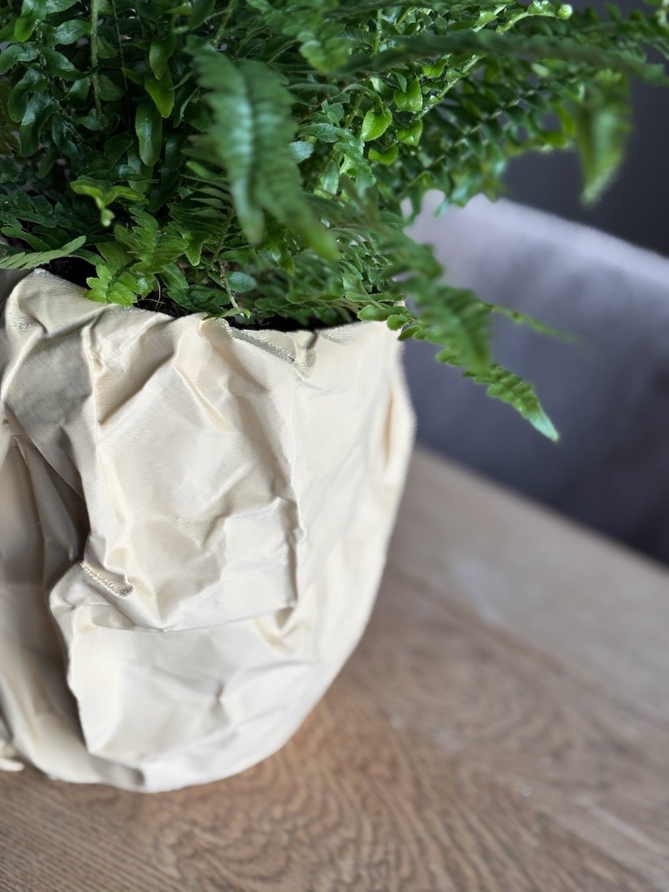 Krøllen - Little Plants