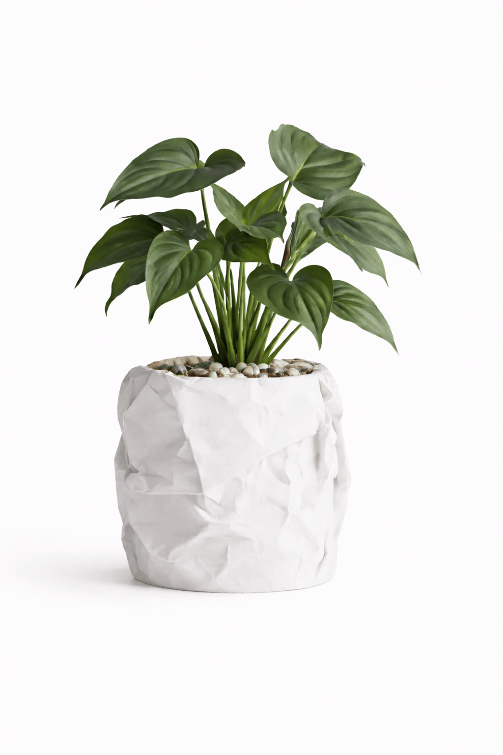 Krøllen - Little Plants