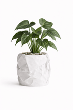 Krøllen - Little Plants