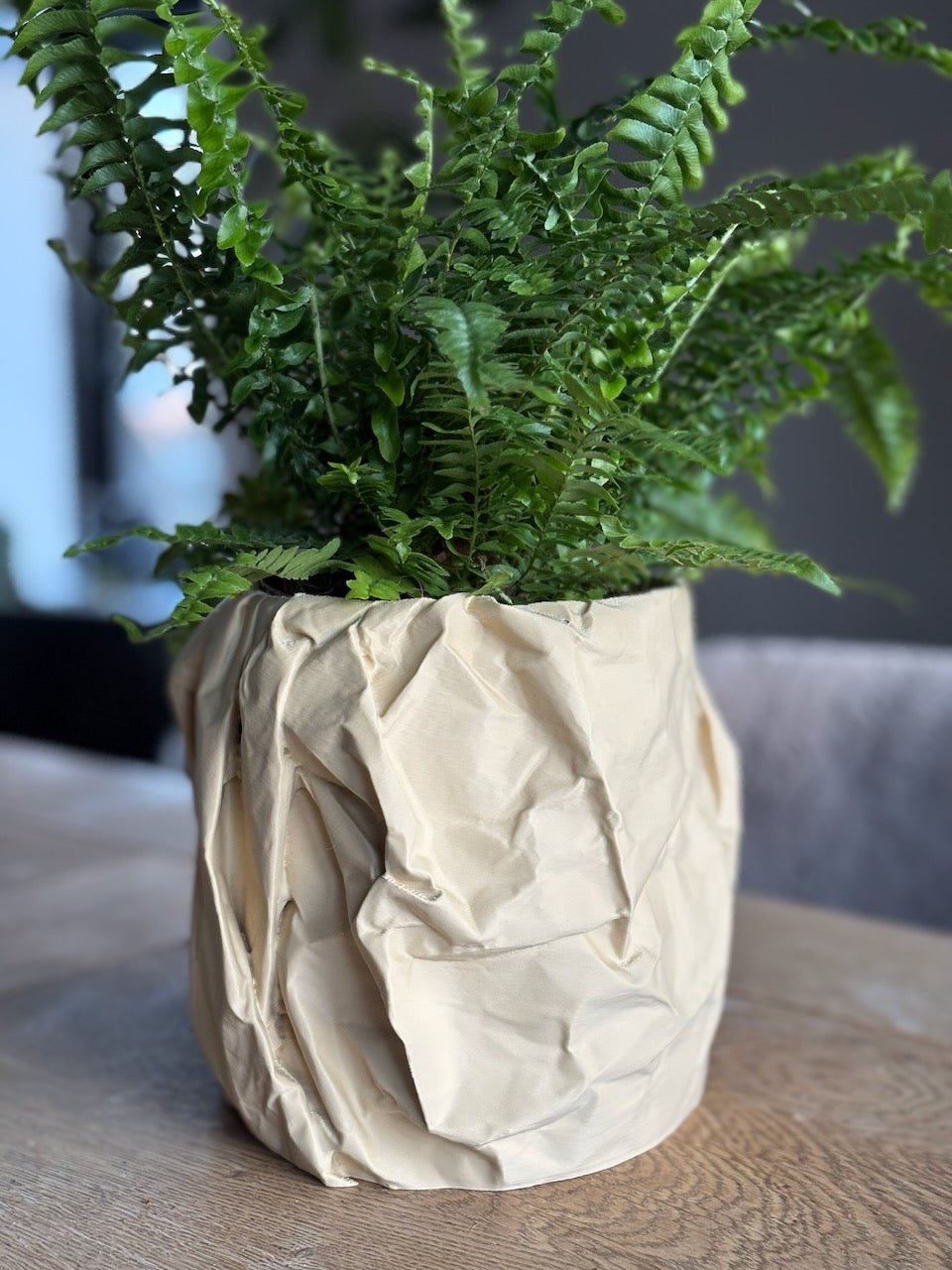 Krøllen - Little Plants