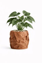 Krøllen - Little Plants