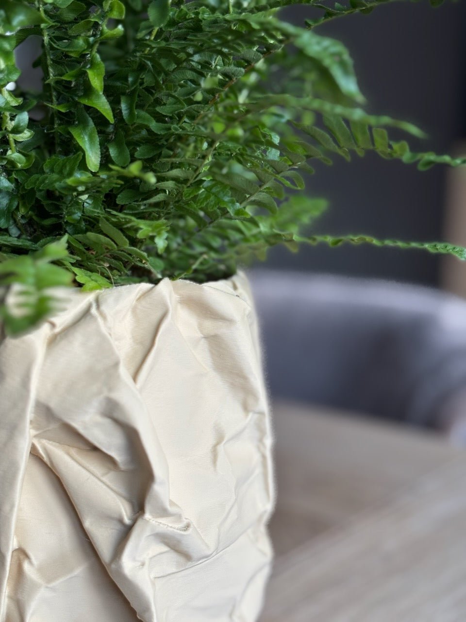 Krøllen - Little Plants