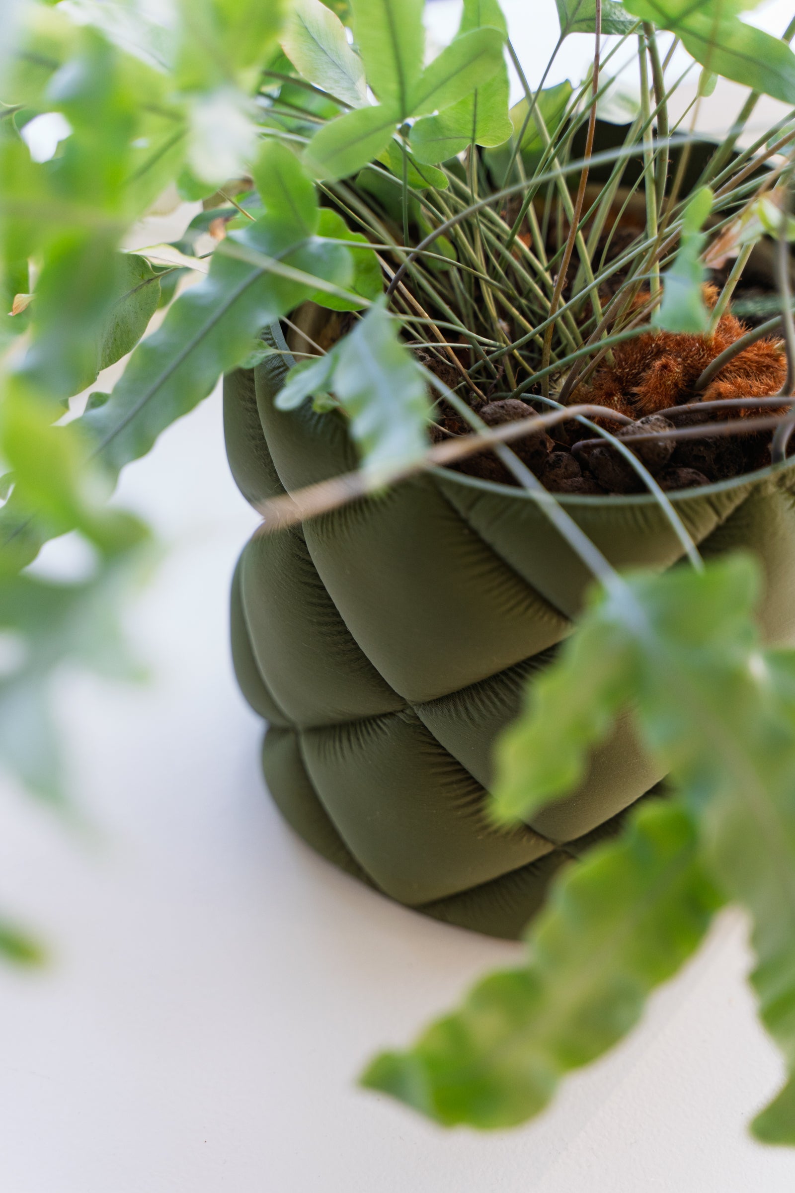 Puden - Little Plants