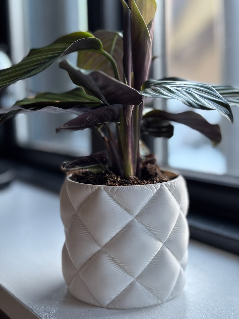 Puden - Little Plants