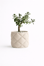 Puden - Little Plants