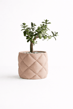 Puden - Little Plants