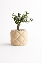 Puden - Little Plants