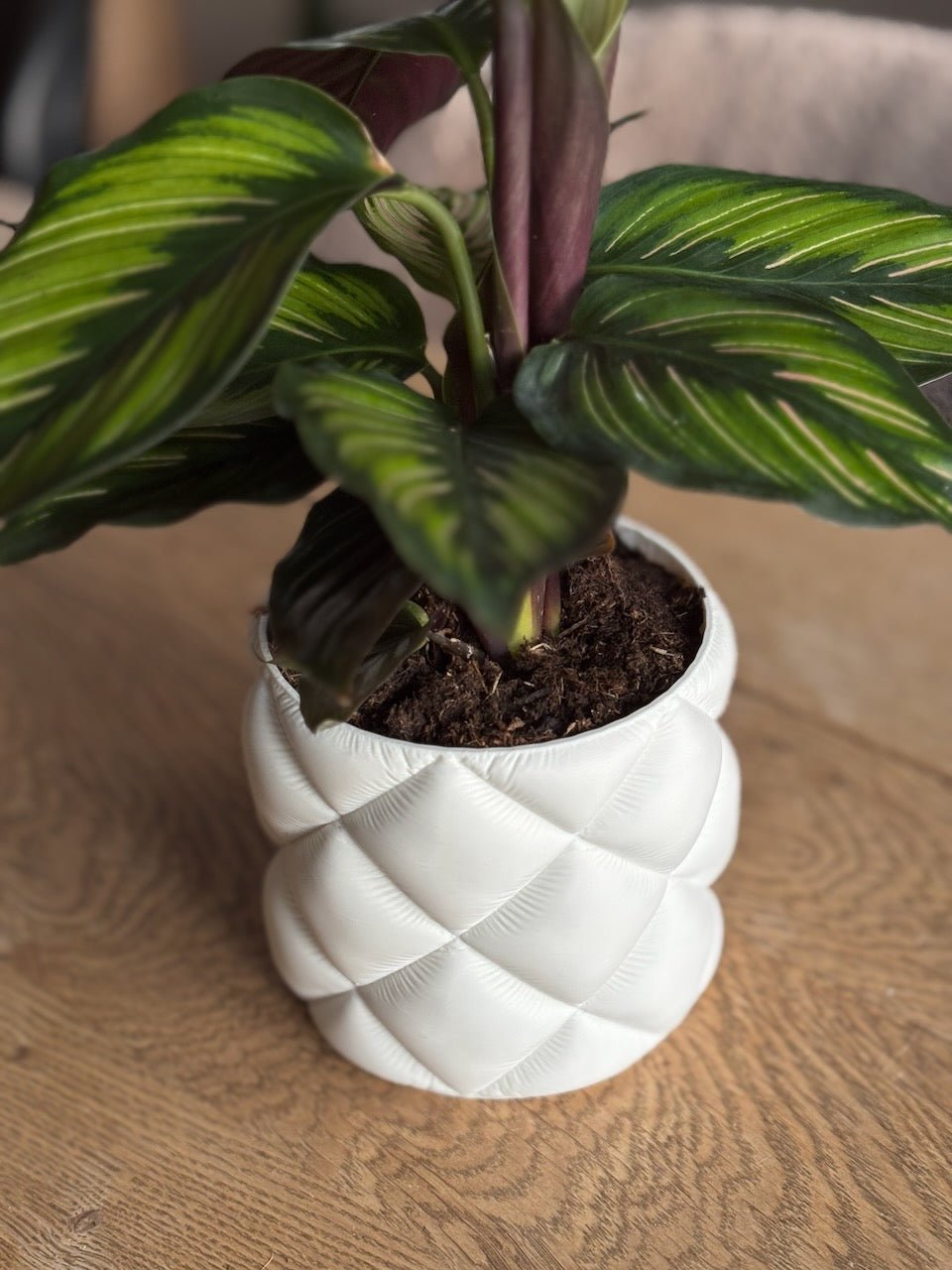 Puden - Little Plants