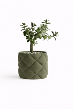 Puden - Little Plants