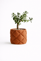 Puden - Little Plants