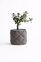 Puden - Little Plants