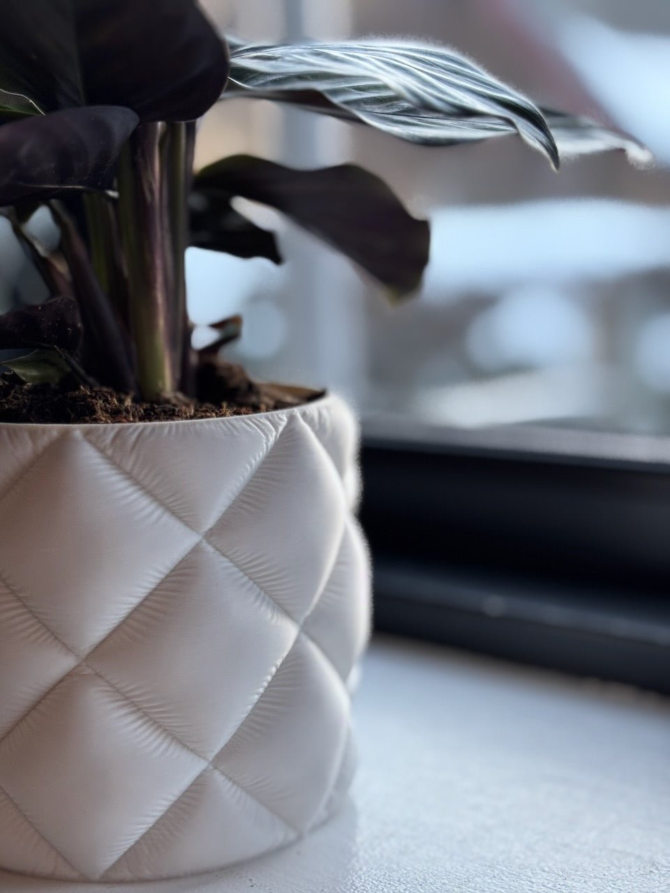 Puden - Little Plants