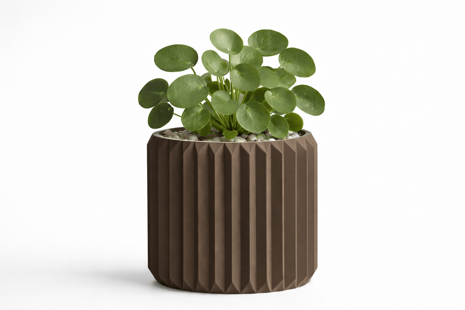 Ribben - Little Plants