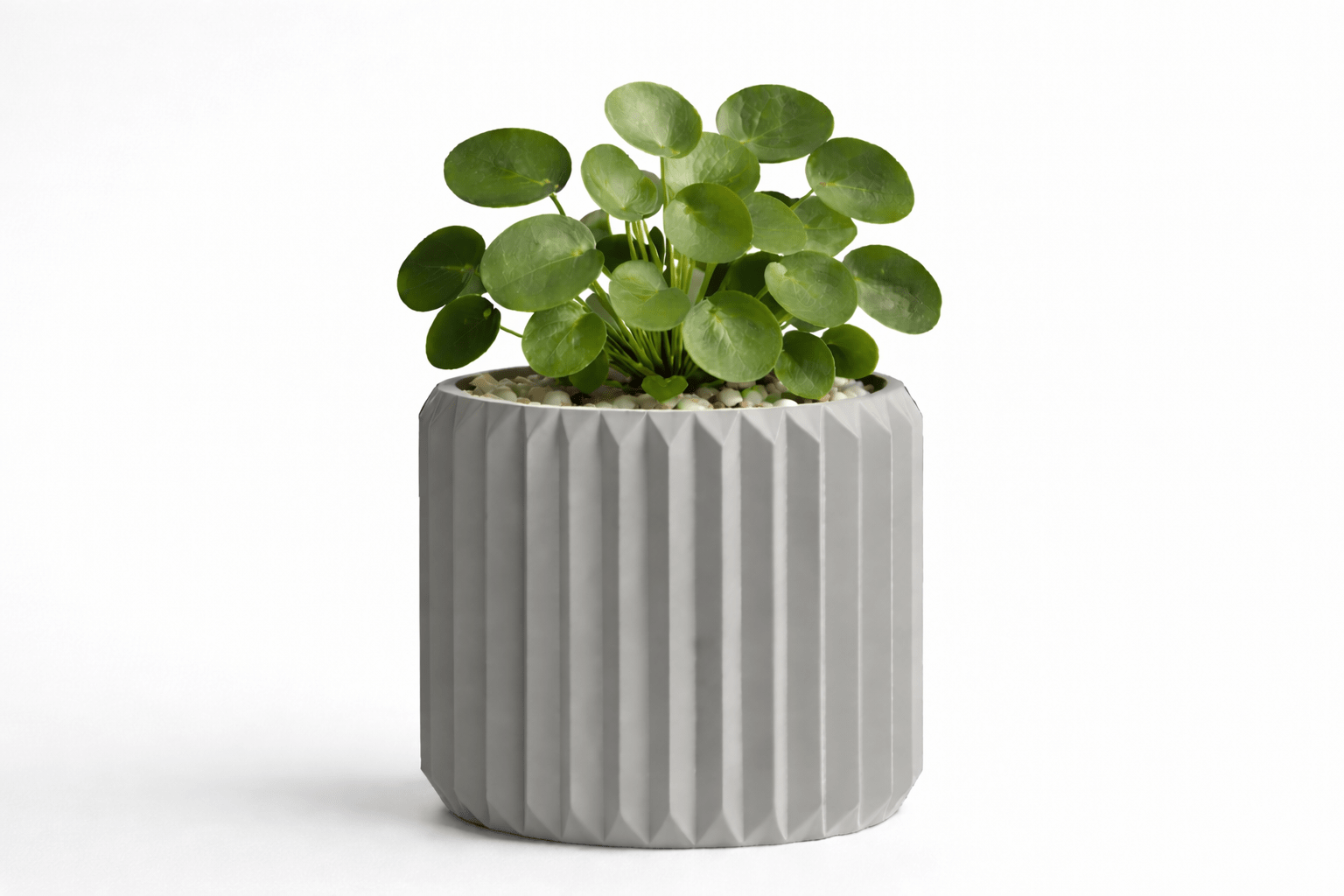 Ribben - Little Plants