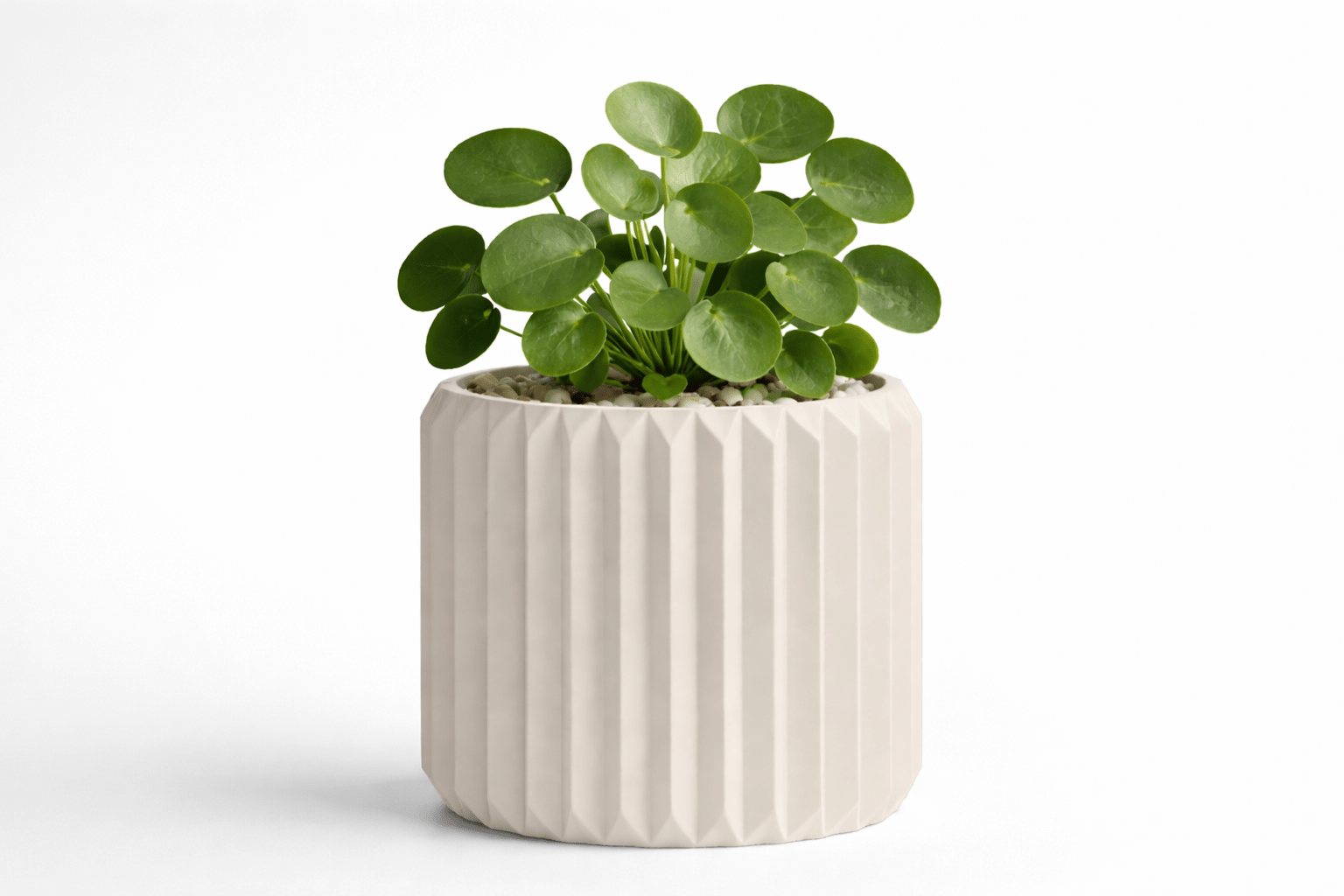 Ribben - Little Plants